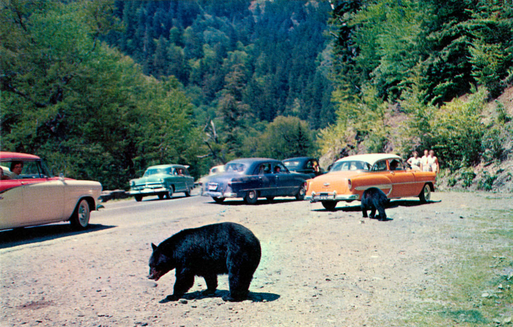 1955 Dodge Coronet Lancer at the Great Smoky Mountains NP near Gatlinburg, Tennessee